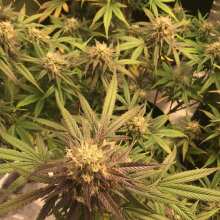 Review Image - Girl Scout Cookies Auto Feminised Seeds