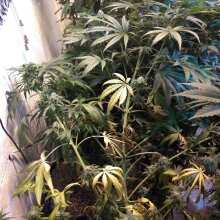 Review Image - Peyote Wi-Fi Feminised Seeds