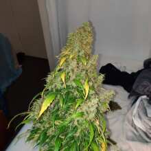 Review Image - Original Northern Lights Auto Feminised Seeds