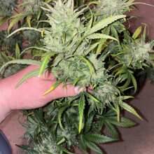 Review Image - Pineapple Express Auto Feminised Seeds - 5