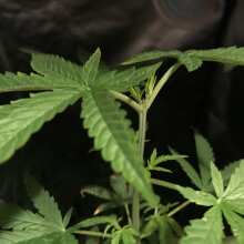 Review Image - White Widow Feminised Seeds