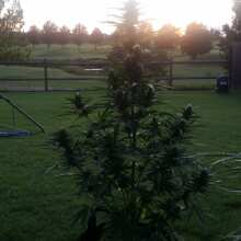 Review Image - Glue Auto Feminised Seeds (formerly Gorilla Glue)