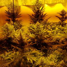 Review Image - Girl Scout Cookies Feminised Seeds