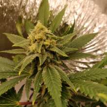 Image de révision - Galaxy Feminised Seeds