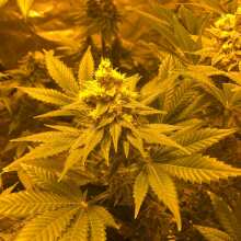 Review Image - Skywalker Kush Feminised Seeds