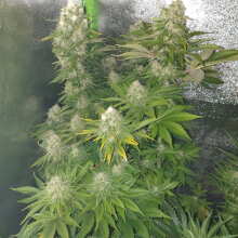 Review Image - Girl Scout Cookies Feminised Seeds