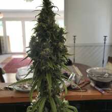 Review Image - Querkle Regular Seeds