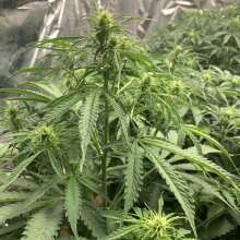 Review Image - Gorilla Glue Auto Feminised Seeds