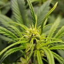 Review Image - Blackberry Auto Feminised Seeds