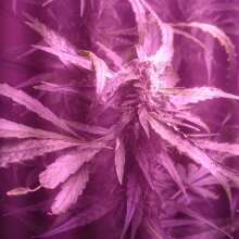 Review Image - Jack 47 XL Auto Feminised Seeds