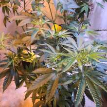 Review Image - White Widow Regular Seeds