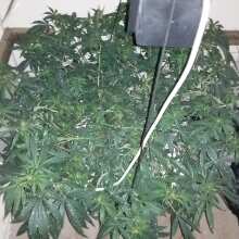 Review Image - Acapulco Gold Feminised Seeds