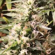 Image de révision - Northern Light Regular Seeds - 10