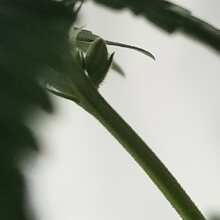 Image de révision - Super Silver Haze Regular Seeds - 18