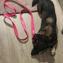 Review Image - Klassische verstellbare Hundeleine Pink