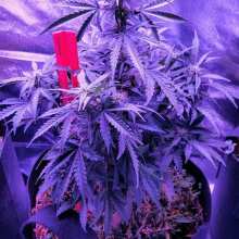 Review Image - Choco Kush Auto Feminised Seeds