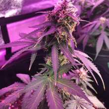 Review Image - Blue Pyramid Auto Feminised Seeds