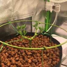 Review Image - Indica Cream (Kreamy Karamel) Feminised Seeds