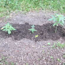 Review Image - CBD 1:1 Auto Feminised Seeds (formerly Crack CBD Auto)