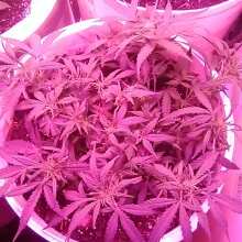 Review Image - Royal Dwarf Auto Feminised Seeds