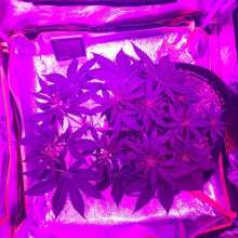 Image de révision - Twilight Feminised Seeds