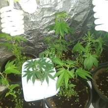 Review Image - Blueberry Feminised Seeds