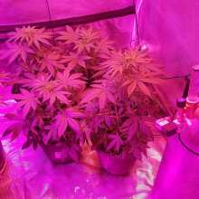 Review Image - GDP Auto x Gumberry Auto Feminised Seeds