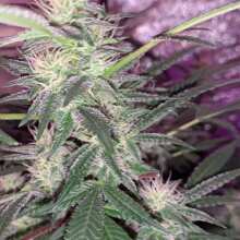 Image de révision - Sour Diesel #2 Feminised Seeds