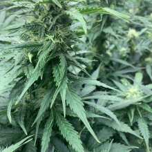 Image de révision - Runtz Auto Feminised Seeds