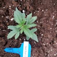 Review Image - God Bud CBD Regular Seeds - 12