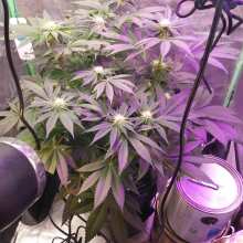 Review Image - Power Plant Feminised Seeds