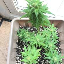 Image de révision - Purple Diesel Auto Feminised Seeds