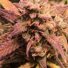 Review Image - Blue Cheese Auto Feminised Seeds