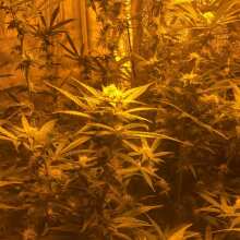 Image de révision - Bubble Kush Feminised Seeds