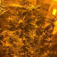 Image de révision - Bubble Kush Feminised Seeds