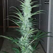 Review Image - Pineapple Express Auto Feminised Seeds - 5