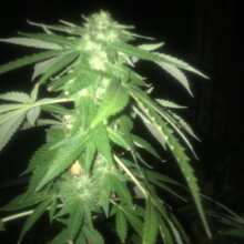 Image de révision - Original Amnesia Feminised Seeds