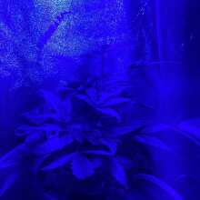 Review Image - Sour Diesel Auto Feminised Seeds