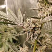 Review Image - Strawberry Banana Grape Feminised Seeds