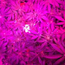 Review Image - Cream Cookies Auto Feminised Seeds