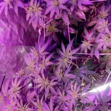 Review Image - Sweet Mix Auto Feminised Seeds - 10