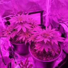 Review Image - Afghan Kush Special Feminised Seeds