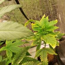 Review Image - White Widow Auto Feminised Seeds