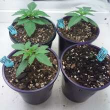 Review Image - Peyote Wi-Fi Feminised Seeds