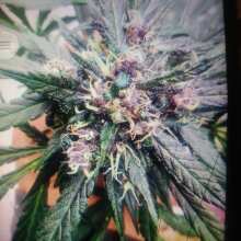 Image de révision - Crystal METH Auto Feminised Seeds