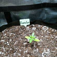 Review Image - Romulan Feminised Seeds