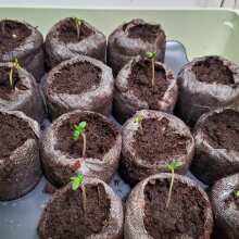 Image de révision - CandyLand Feminised Seeds