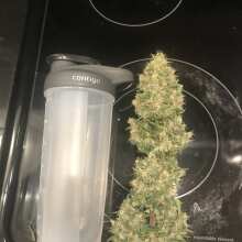 Review Image - Jack Herer Auto Feminised Seeds