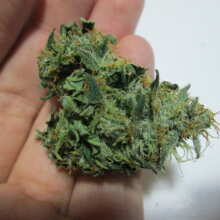 Review Image - Mexican Airlines Auto Feminised Seeds