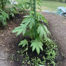 Review Image - Ken's Original GDP (Grand Daddy Purple) Feminised Seeds - 5